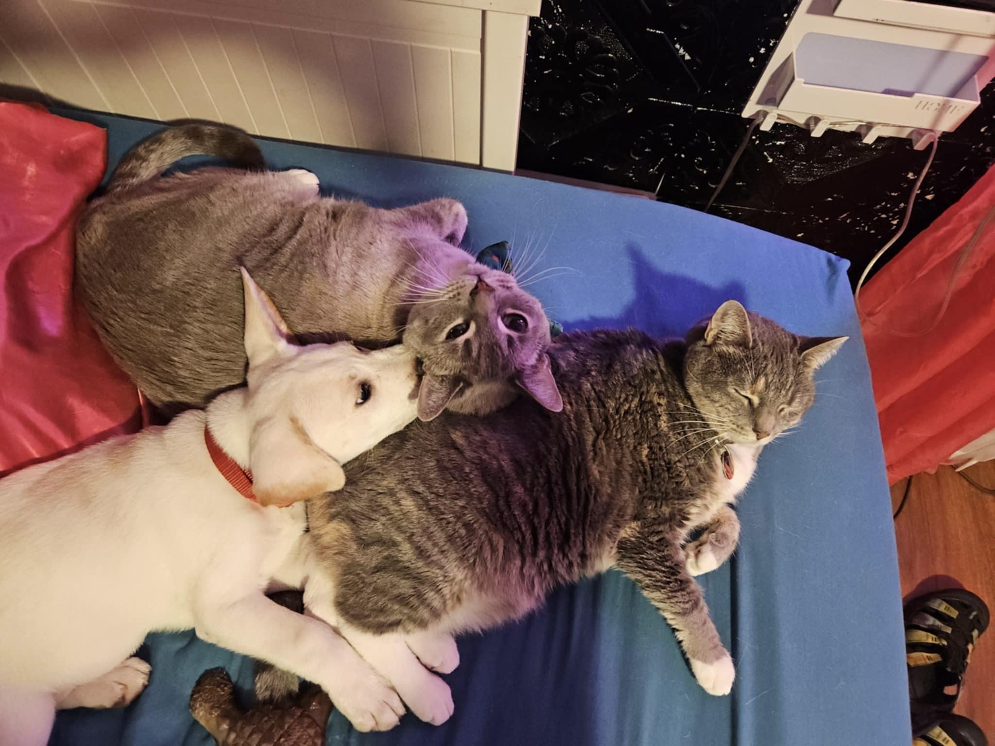 Enlarge Astrid, a Adopted mixed breed in Los Angeles, CA image 4/6