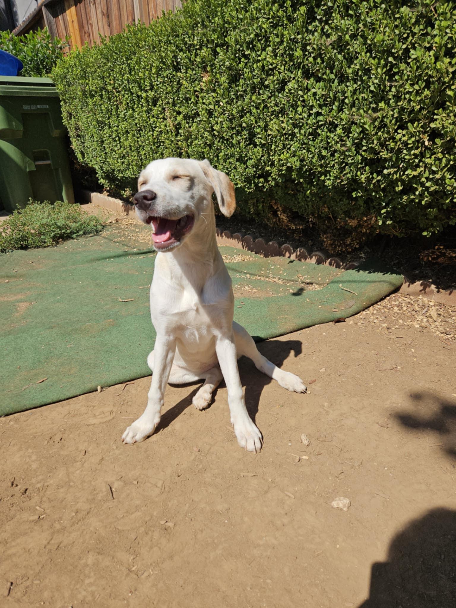 Enlarge Astrid, a Adopted mixed breed in Los Angeles, CA image 5/6