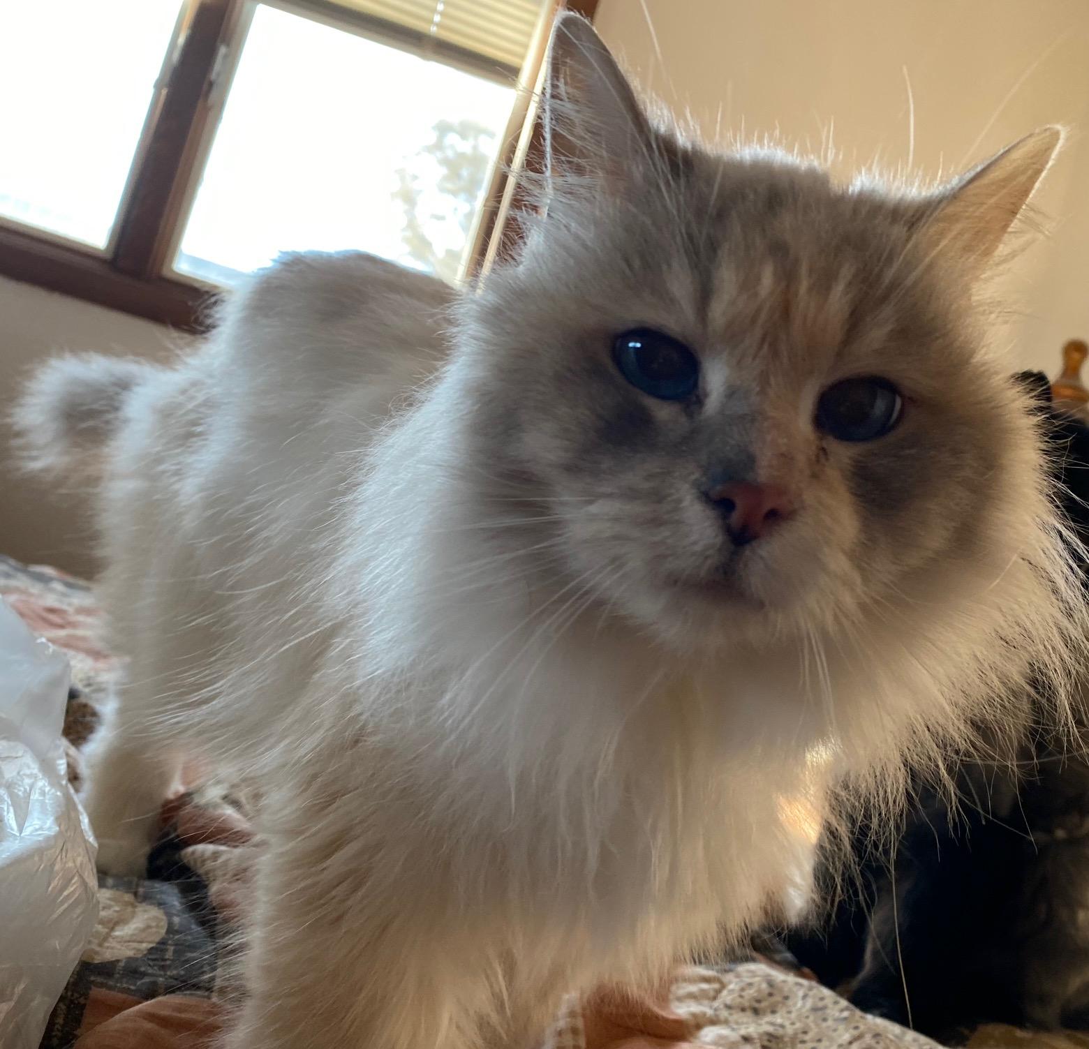 Enlarge Pebbles & Taz, a Adoptable Domestic Long Hair in Kearney, NE image 2/2