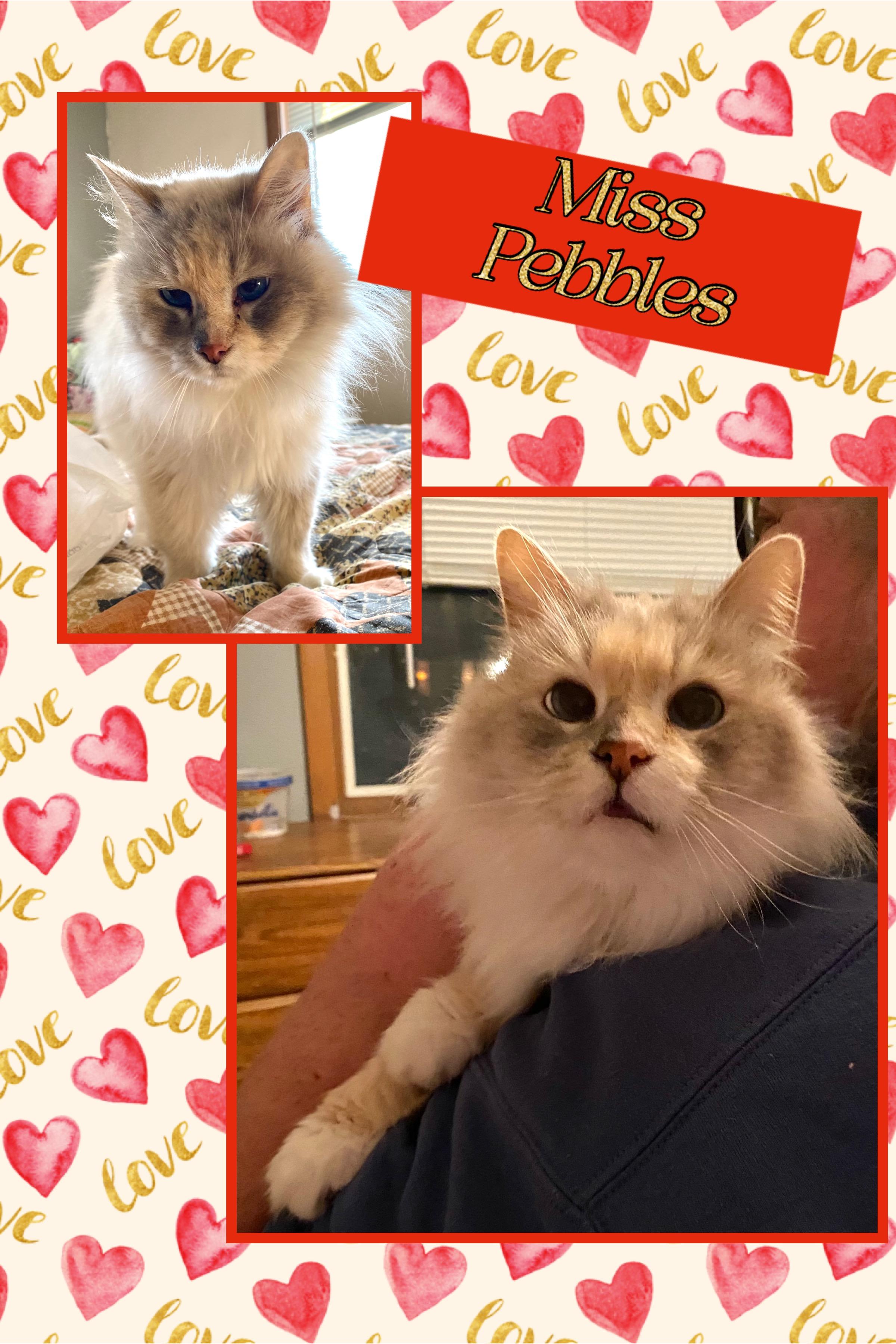 Pebbles & Taz, Adoptable, Senior Female Domestic Long Hair.