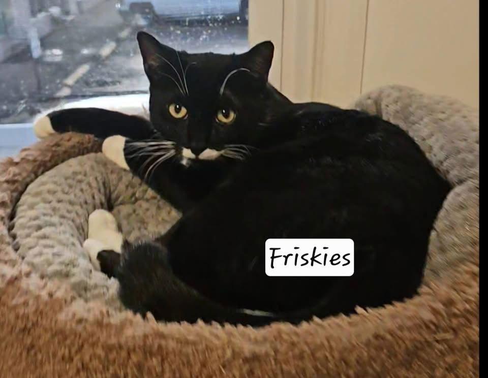 Friskies, Adoptable, Young Female Domestic Short Hair.