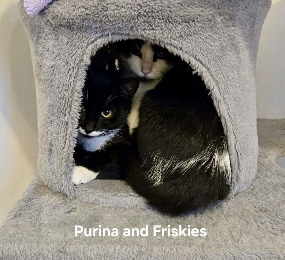 Enlarge Friskies, a Adoptable Domestic Short Hair in Penndel, PA image 3/3