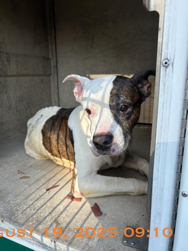 Paris, Adoptable, Senior Male Mixed Breed.