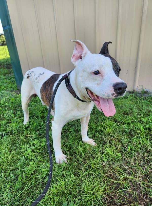 Paris, a Adoptable mixed breed in Melbourne, FL image 1/5