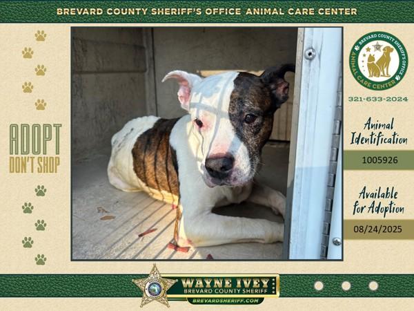 Paris, a Adoptable mixed breed in Melbourne, FL image 2/5