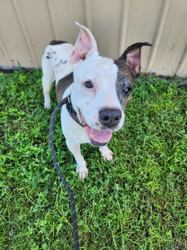 Paris, a Adoptable mixed breed in Melbourne, FL image 3/5