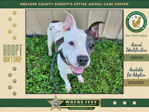 Paris, a Adoptable mixed breed in Melbourne, FL image 4/5