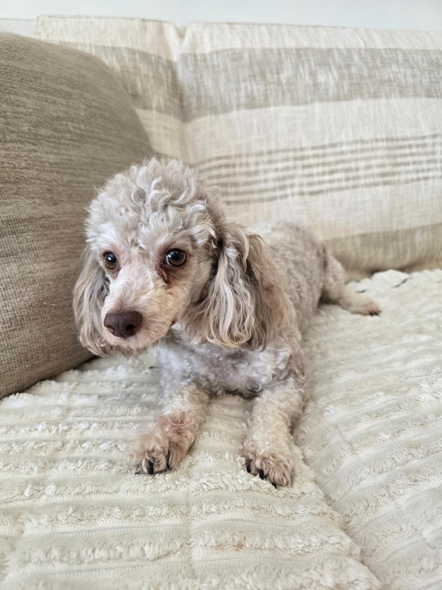 Enlarge Willow, a Adoptable Poodle in Union Grove, WI image 1/3
