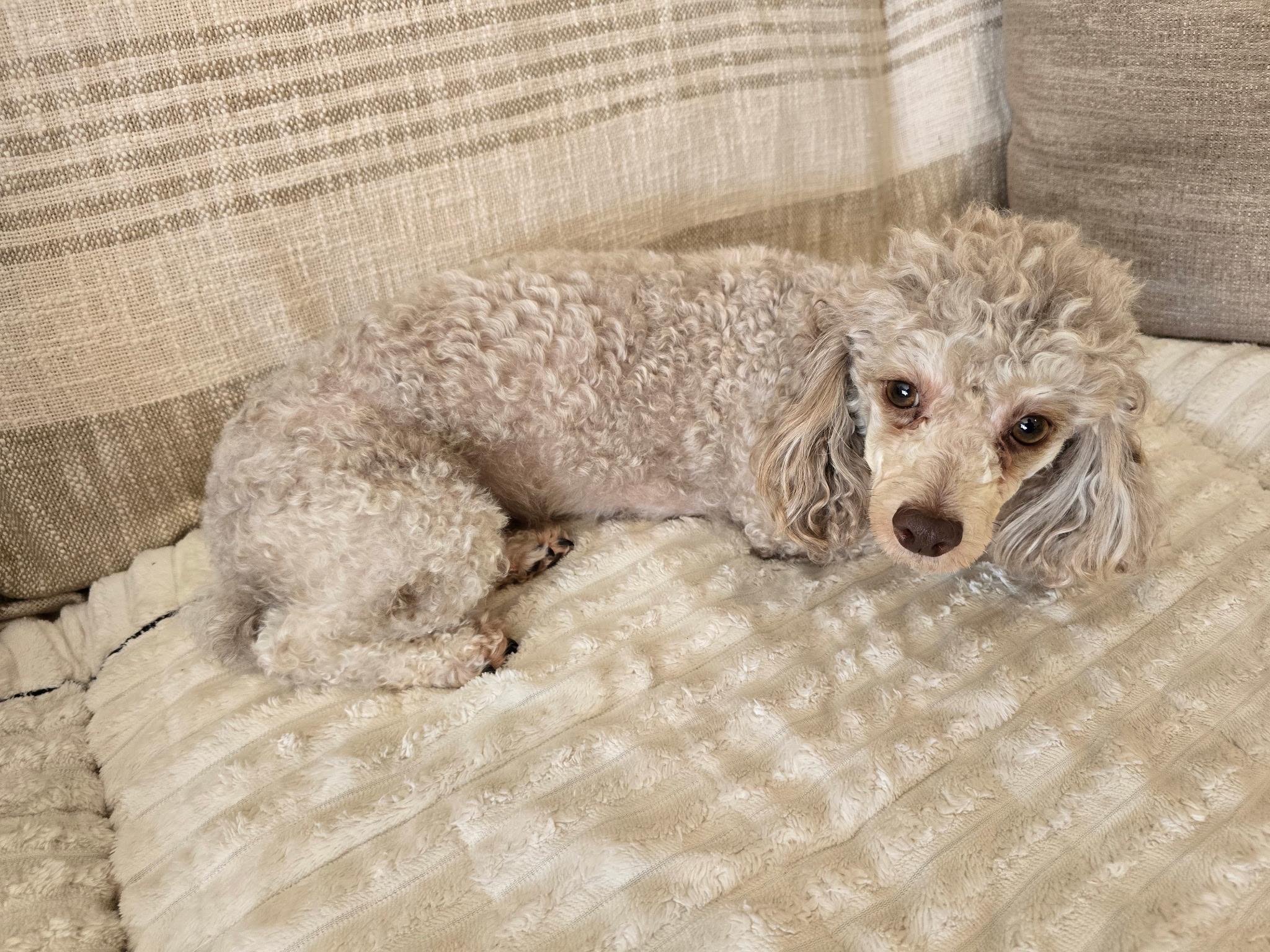 Enlarge Willow, a Adoptable Poodle in Union Grove, WI image 2/3