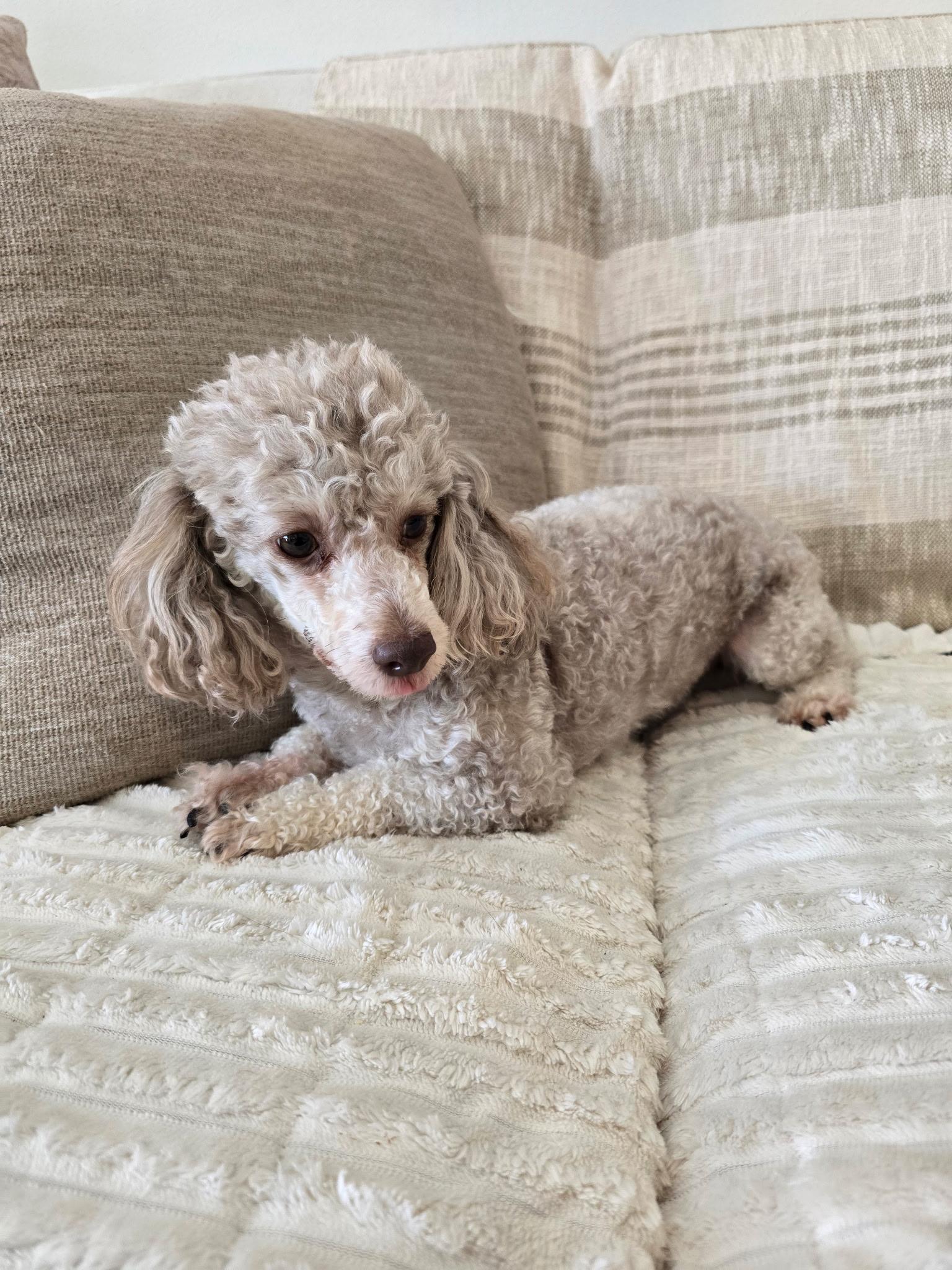 Enlarge Willow, a Adoptable Poodle in Union Grove, WI image 3/3