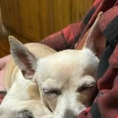 Taco and Sassy. ADOPTED, a Adoptable mixed breed in Union Grove, WI image 1/6