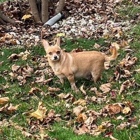 Taco and Sassy. ADOPTED, a Adoptable mixed breed in Union Grove, WI image 2/6