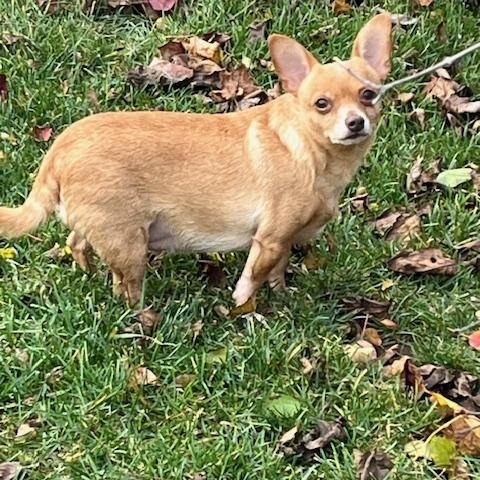 Taco and Sassy. ADOPTED, a Adoptable mixed breed in Union Grove, WI image 3/6