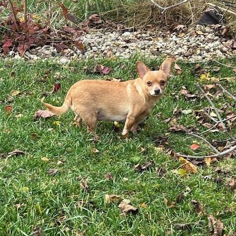 Taco and Sassy. ADOPTED, a Adoptable mixed breed in Union Grove, WI image 4/6