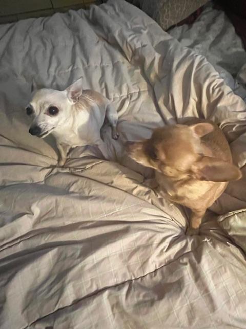 Taco and Sassy. ADOPTED, a Adoptable mixed breed in Union Grove, WI image 5/6