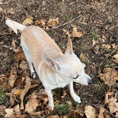 Taco and Sassy. ADOPTED, a Adoptable mixed breed in Union Grove, WI image 6/6