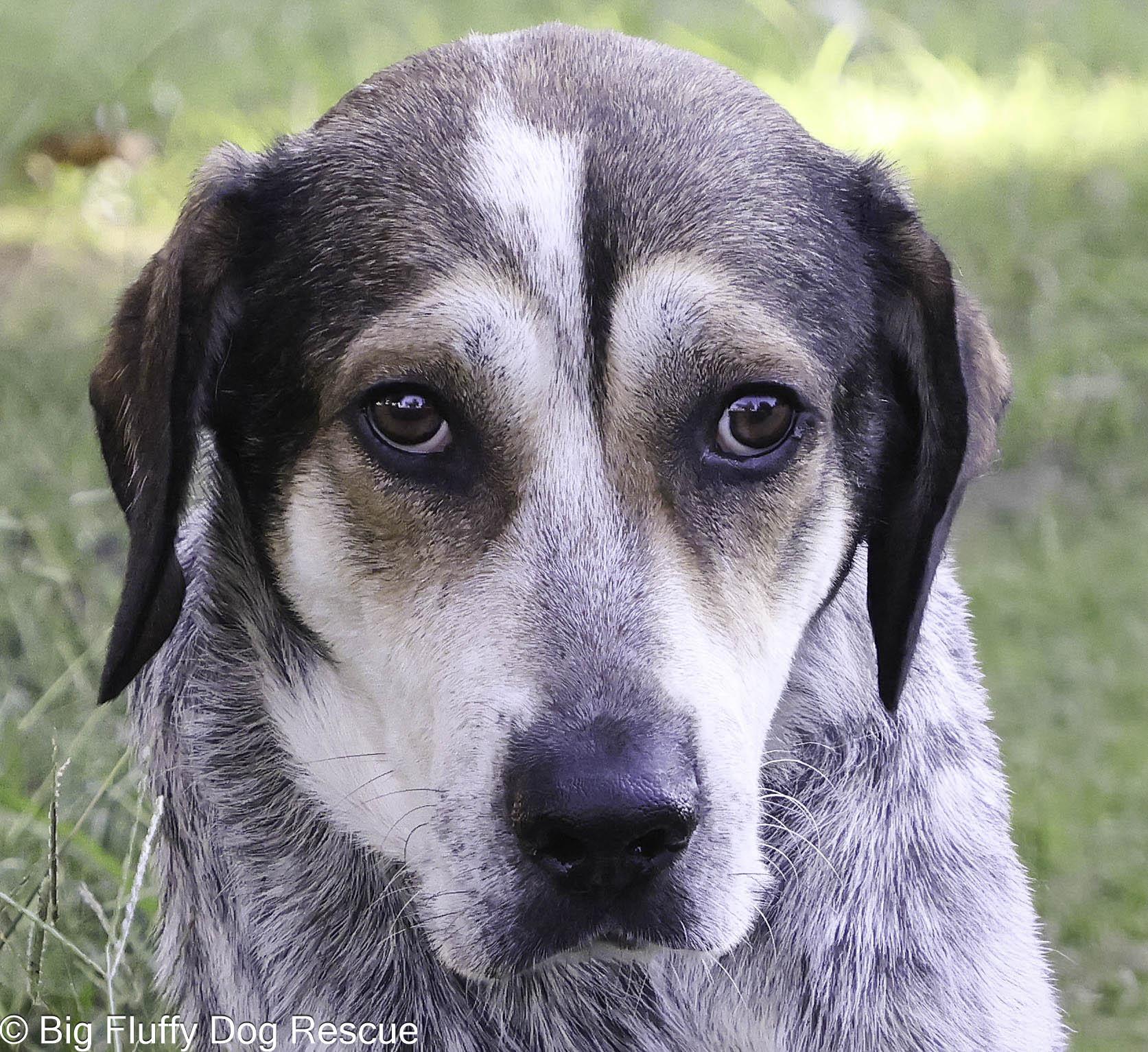 Enlarge Mervin, a Adoptable mixed breed in Oshkosh, WI image 5/5