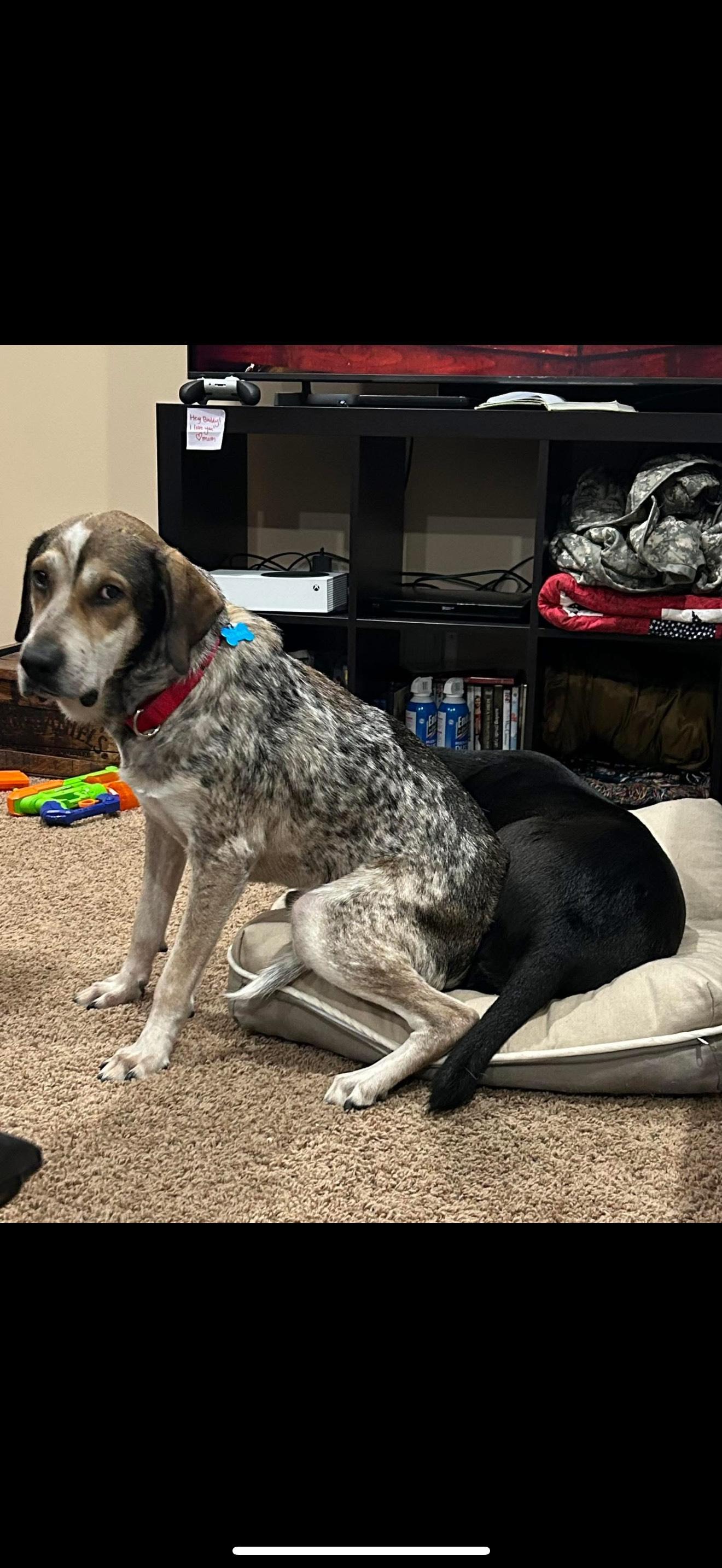 Enlarge Mervin, a Adoptable mixed breed in Oshkosh, WI image 3/5