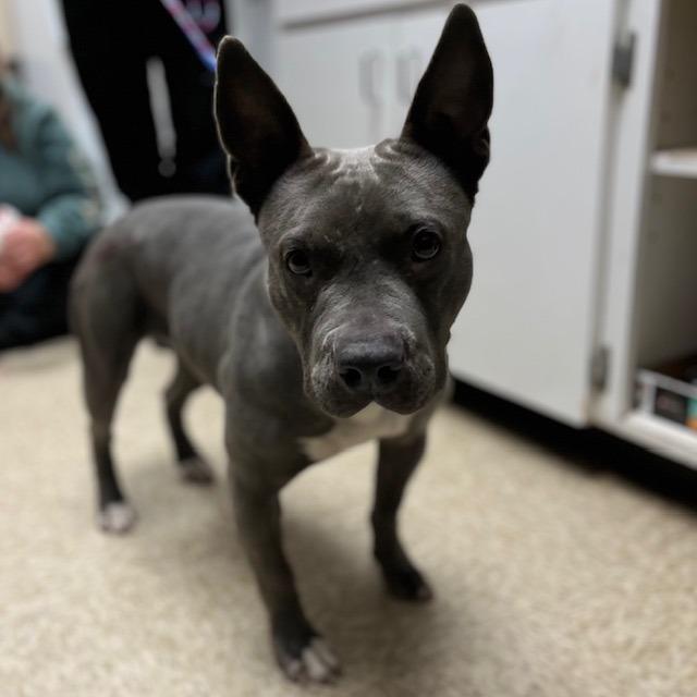 Enlarge Dog 12/22/2025, a Adoptable mixed breed in Bullhead City, AZ image 1/1