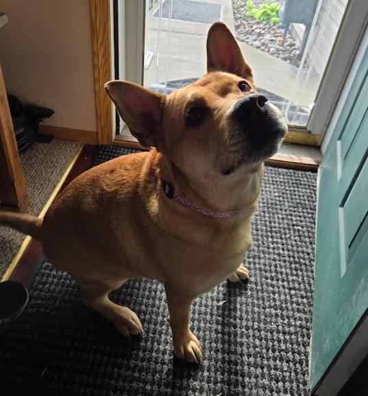 Ethel, Adoptable, Adult Female Terrier.