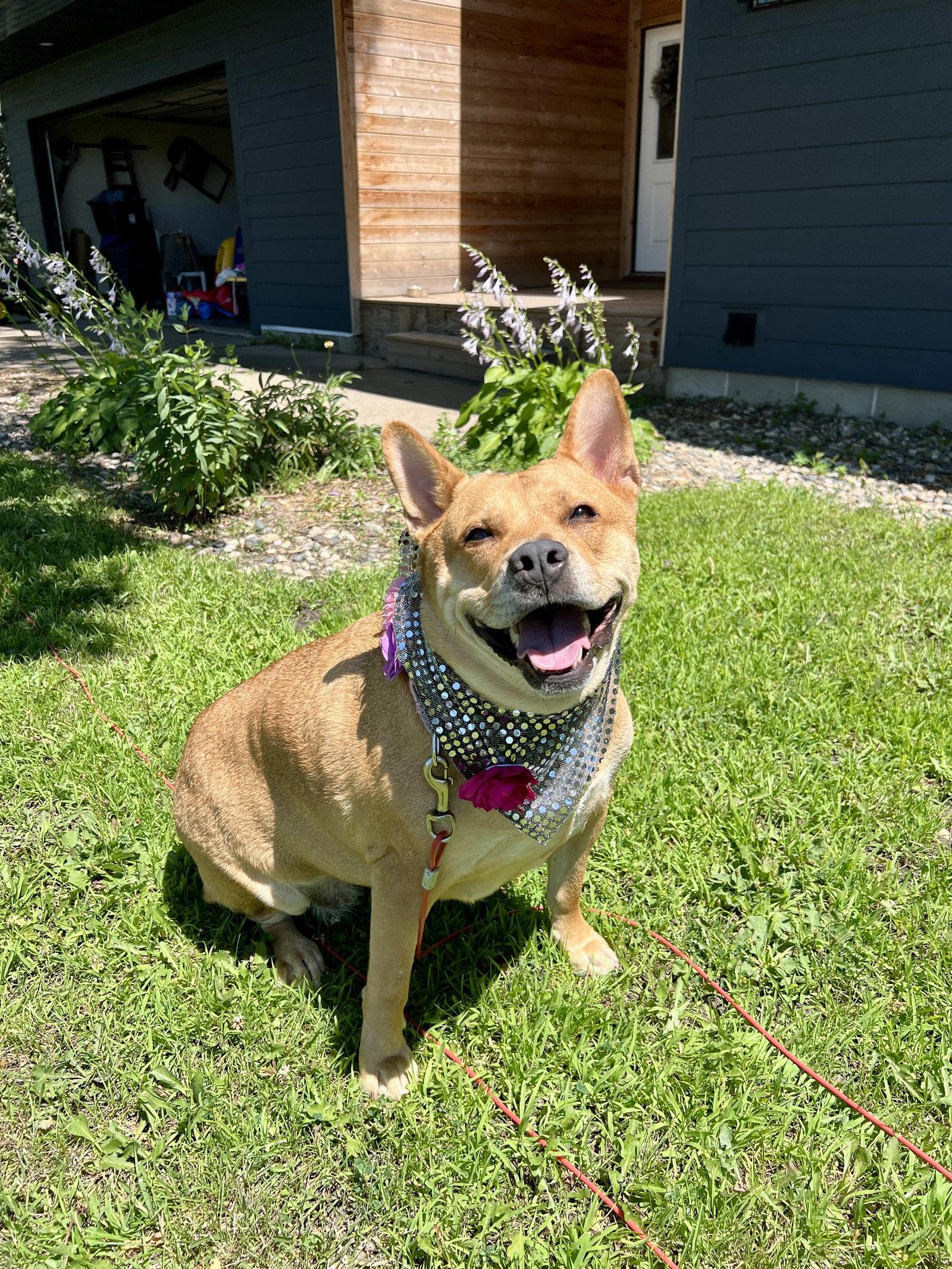 Ethel, a Adoptable Terrier in Brooklyn Center, MN image 2/3