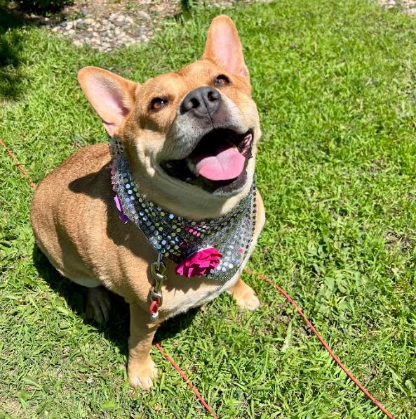 Ethel, a Adoptable Terrier in Brooklyn Center, MN image 3/3