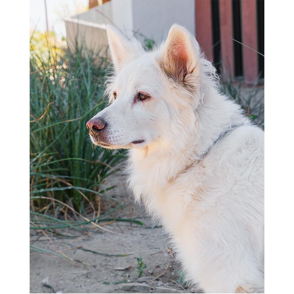 Enlarge Luna Girl, a Adoptable mixed breed in Riverside, CA image 1/3
