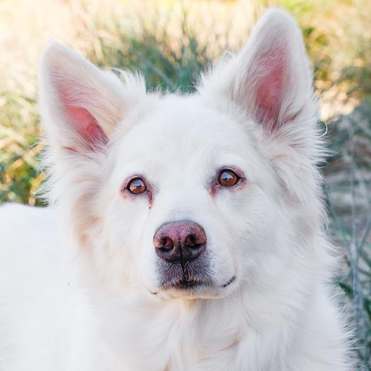 Enlarge Luna Girl, a Adoptable mixed breed in Riverside, CA image 3/3