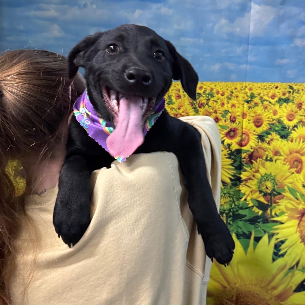 Enlarge Bill, a Adoptable Black Labrador Retriever in Eureka Springs, AR image 1/4