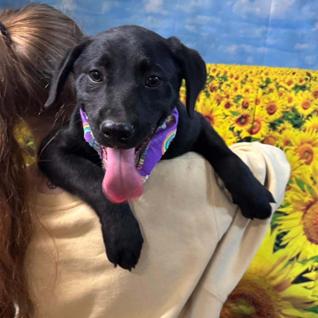 Enlarge Bill, a Adoptable Black Labrador Retriever in Eureka Springs, AR image 2/4