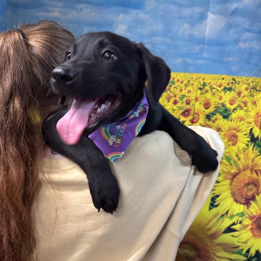Enlarge Bill, a Adoptable Black Labrador Retriever in Eureka Springs, AR image 3/4