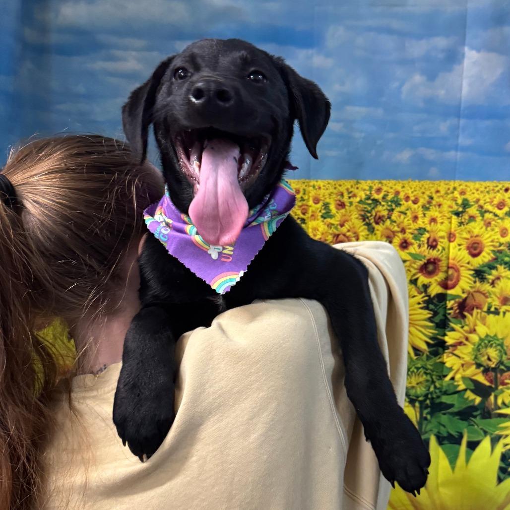 Enlarge Bill, a Adoptable Black Labrador Retriever in Eureka Springs, AR image 4/4