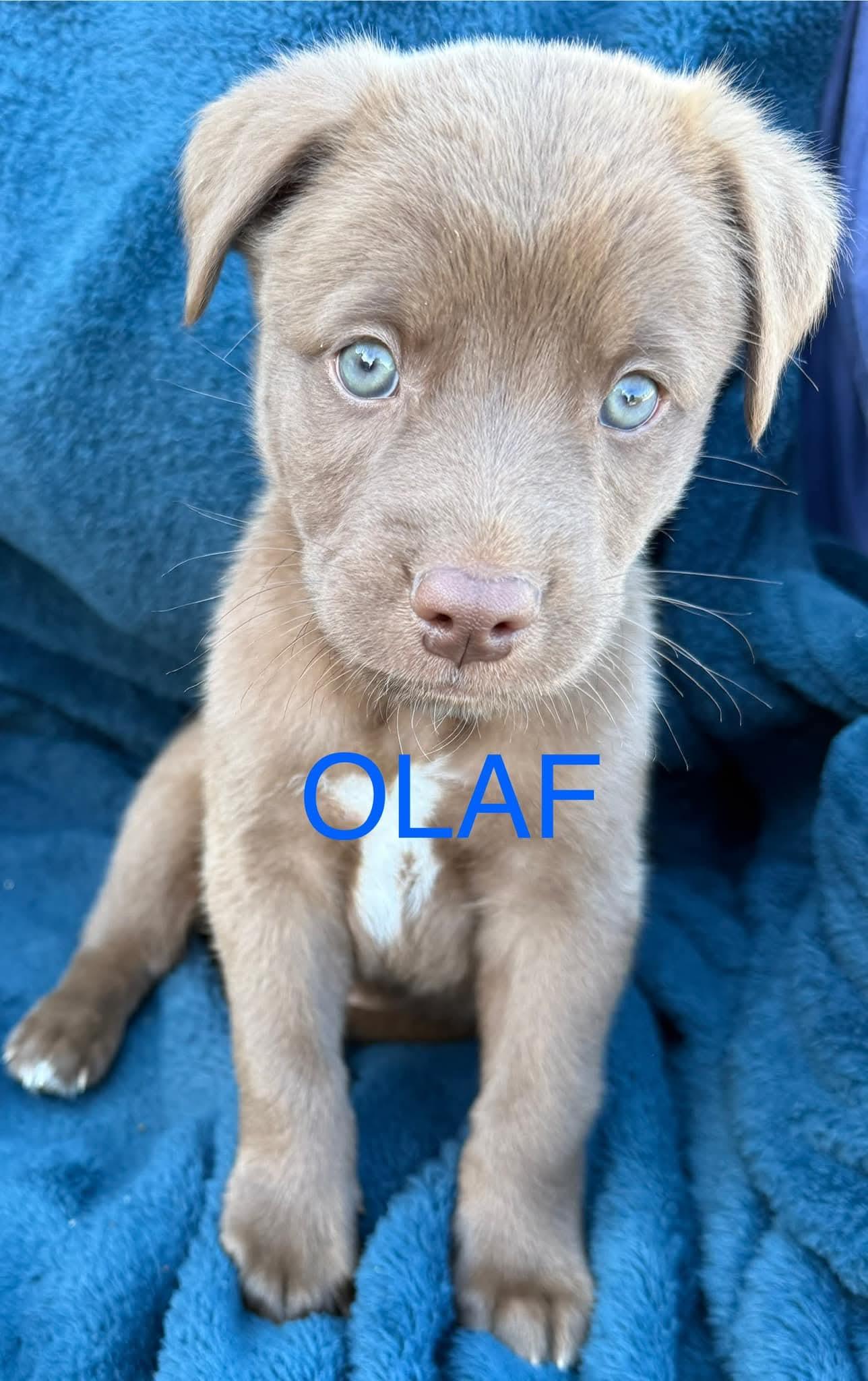 Olaf photo 1