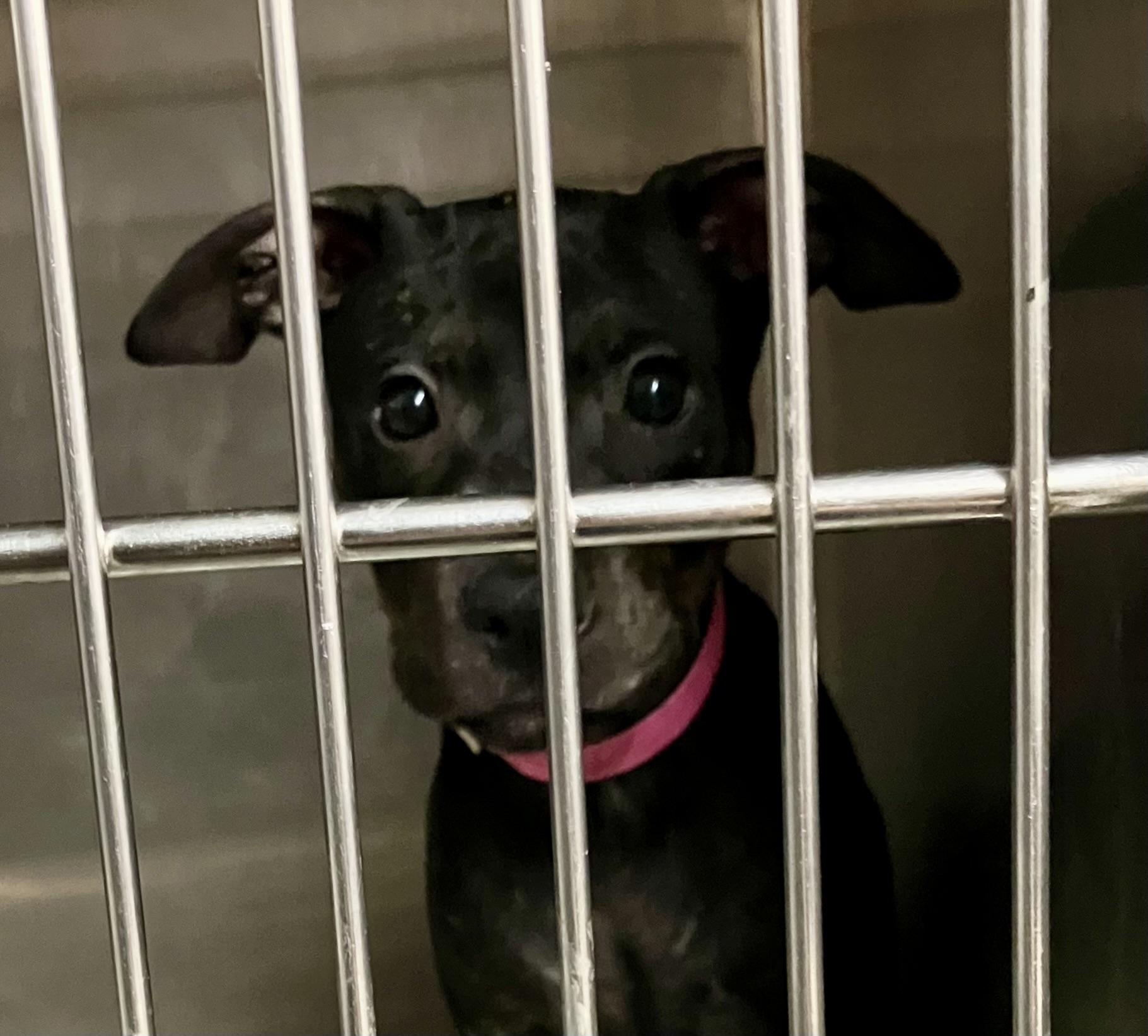 Enlarge Cocoa, a Adoptable mixed breed in Parma, OH image 2/2