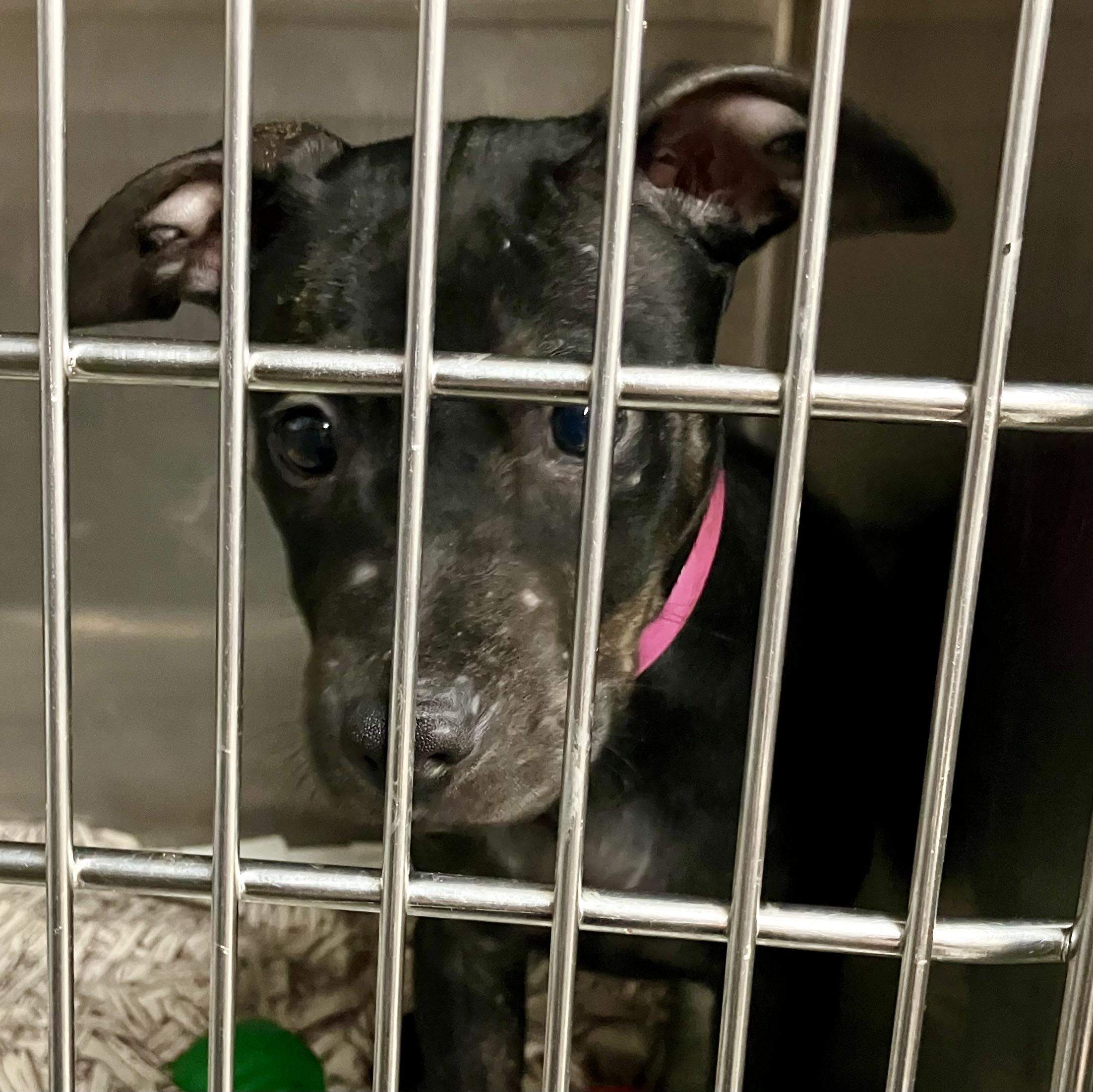 Cocoa, Adoptable, Puppy Female Mixed Breed.