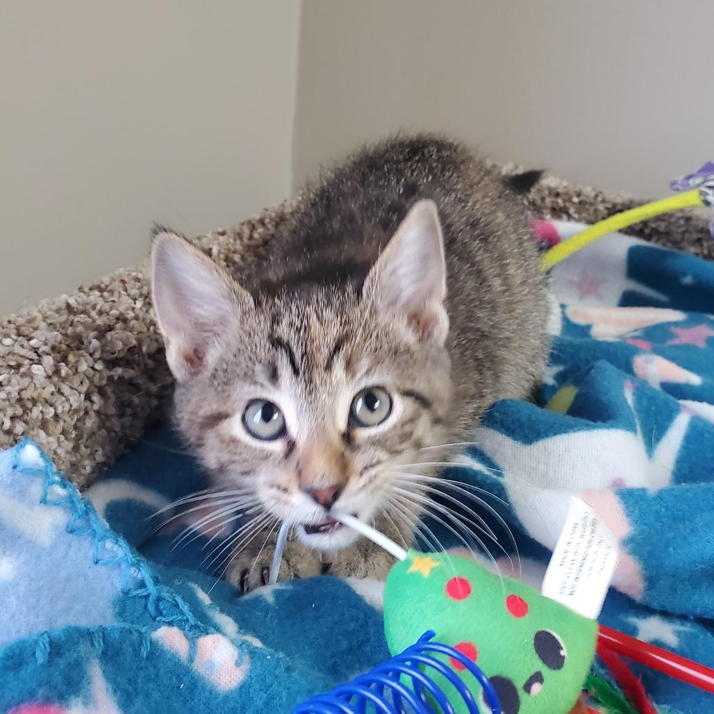 Enlarge Bellwether, a Adoptable Domestic Short Hair in Detroit Lakes, MN image 1/1