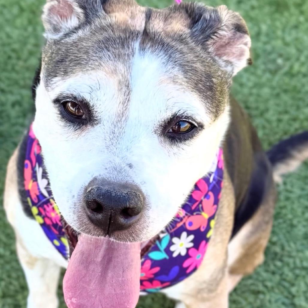 Shi Shi, Adoptable, Senior Female American Foxhound & Beagle.