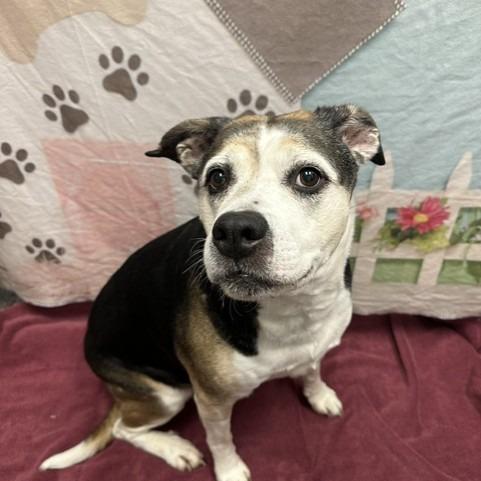 Shi Shi, Adoptable, Senior Female Pit Bull Terrier & Husky.
