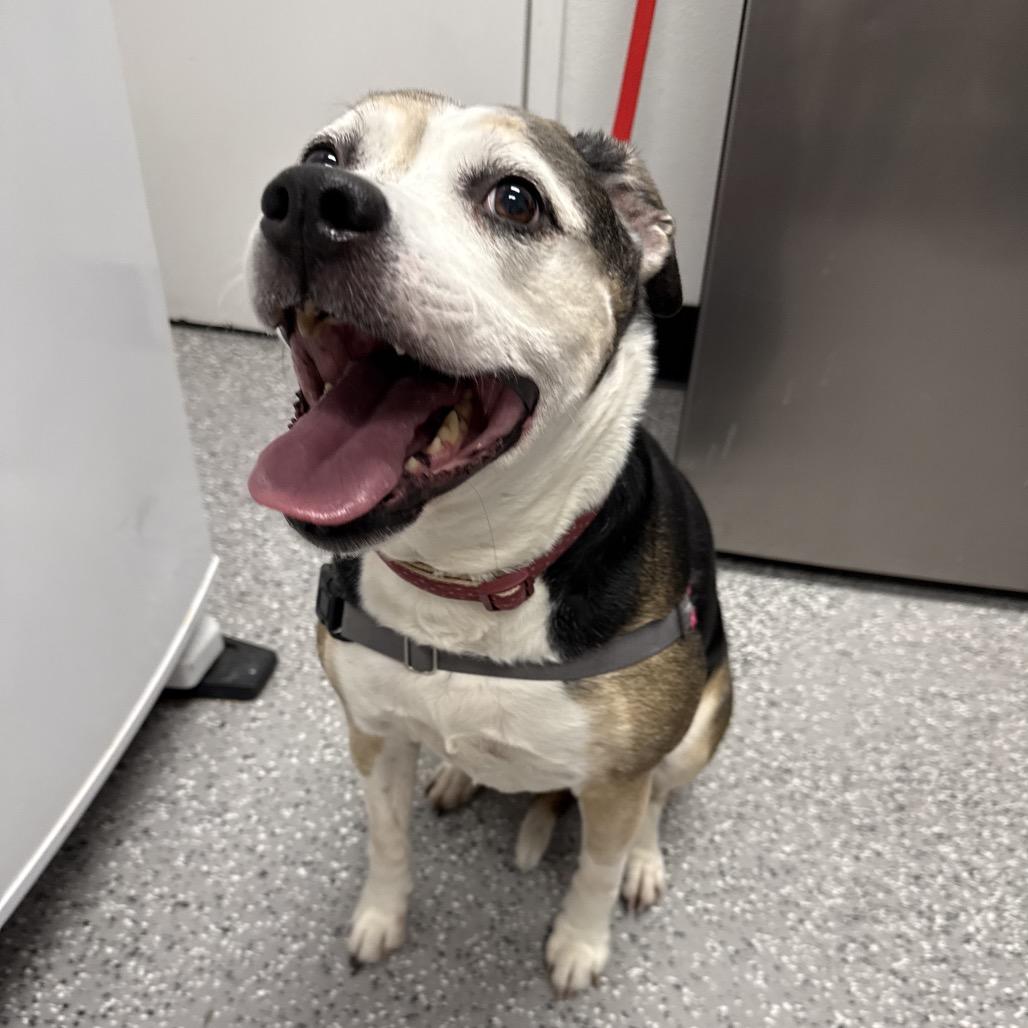 Shi Shi, a Adoptable mixed breed in Henderson, NV image 2/2