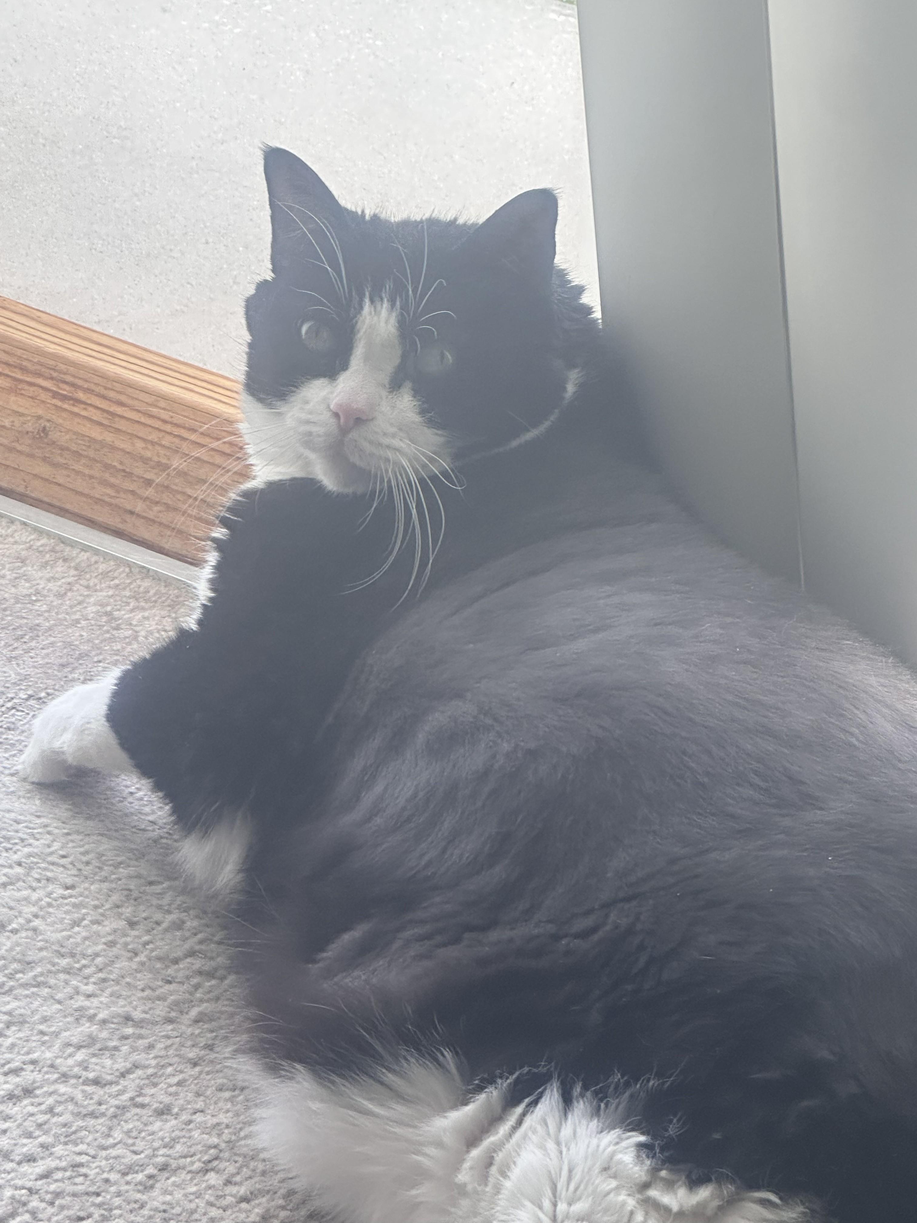 Bella, Adoptable, Senior Female Domestic Short Hair.