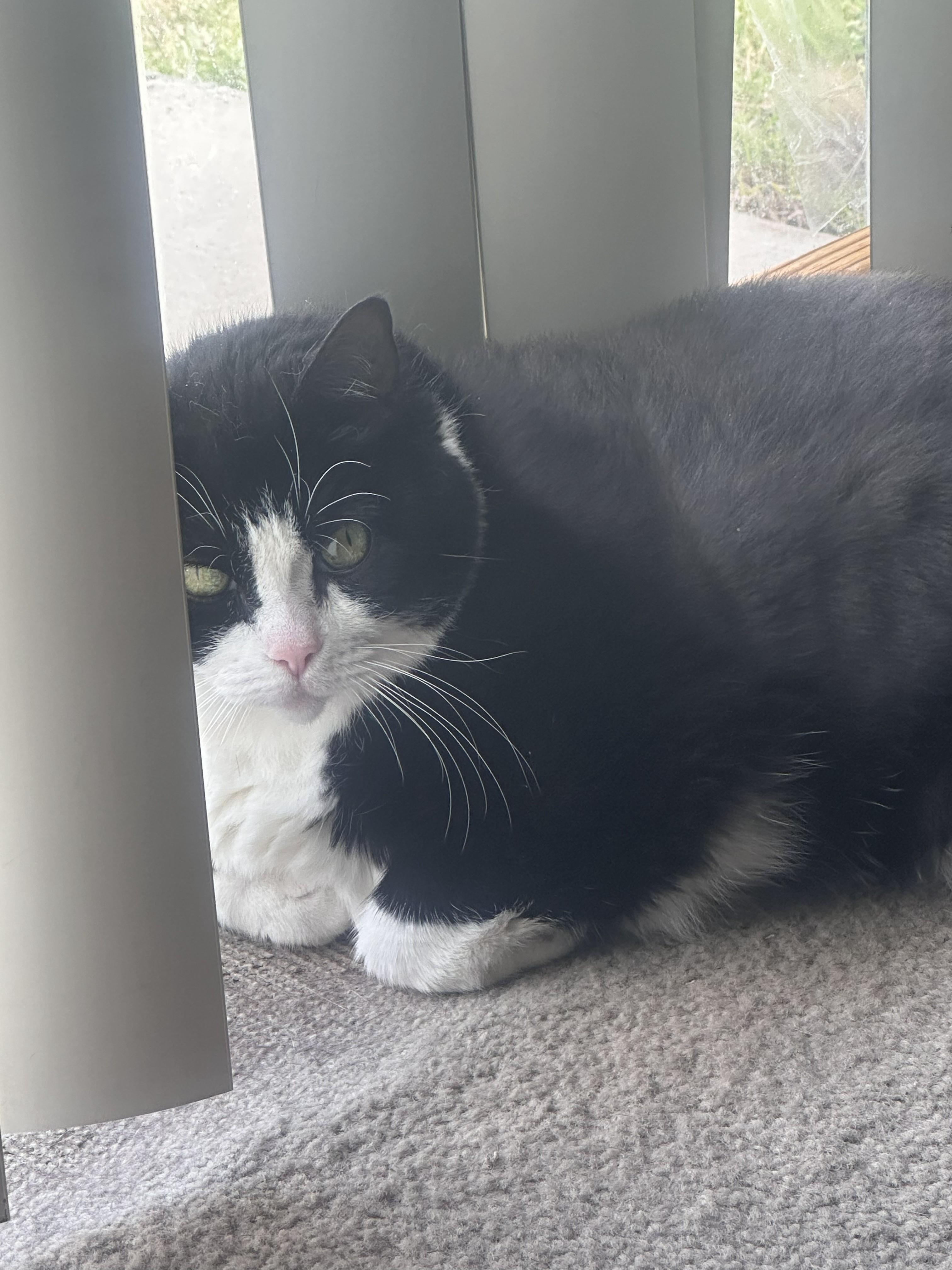 Enlarge Bella, a Adoptable Domestic Short Hair in largo, FL image 2/2
