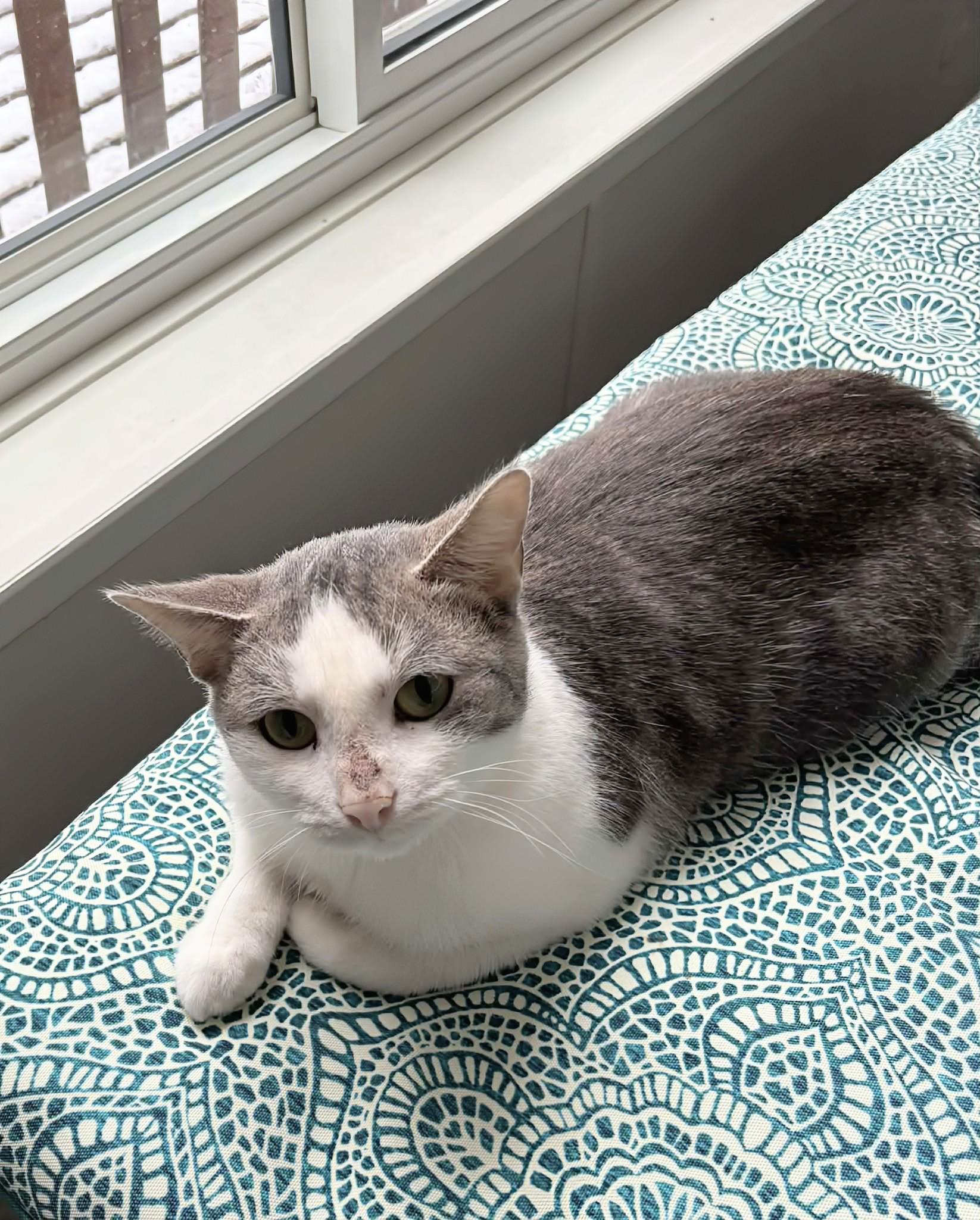 Enlarge Livi, a ADOPTABLE Domestic Short Hair in Winnipeg, MB image 3/6