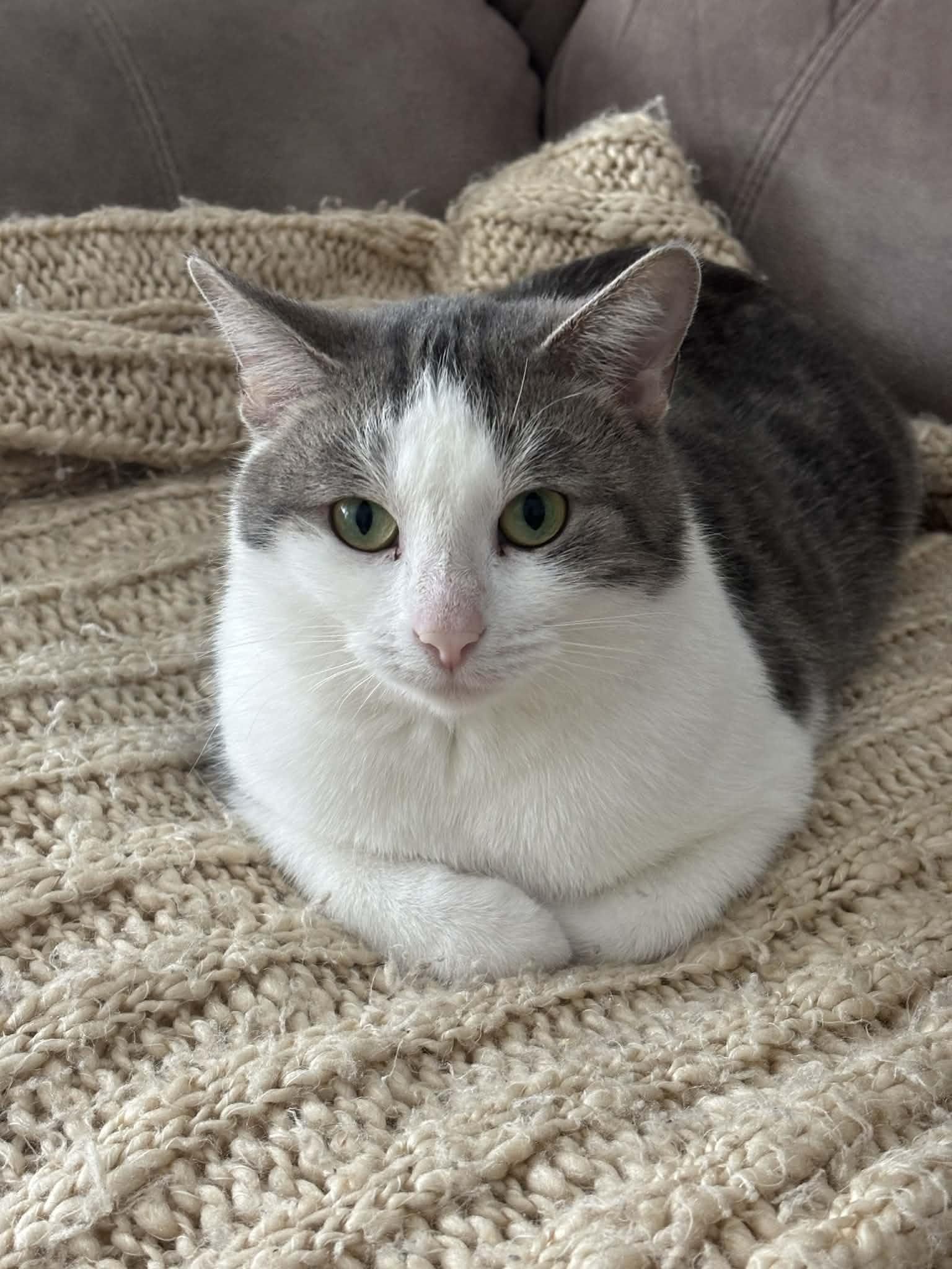 Enlarge Livi, a ADOPTABLE Domestic Short Hair in Winnipeg, MB image 2/6
