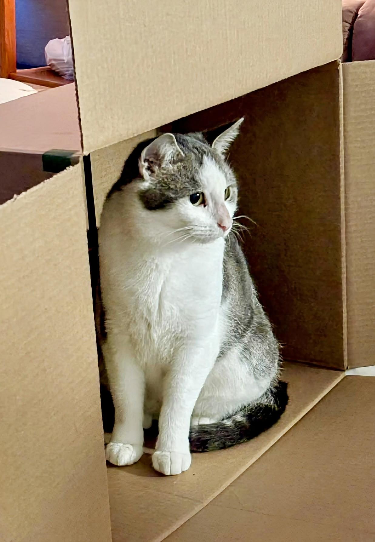 Enlarge Livi, a ADOPTABLE Domestic Short Hair in Winnipeg, MB image 4/6