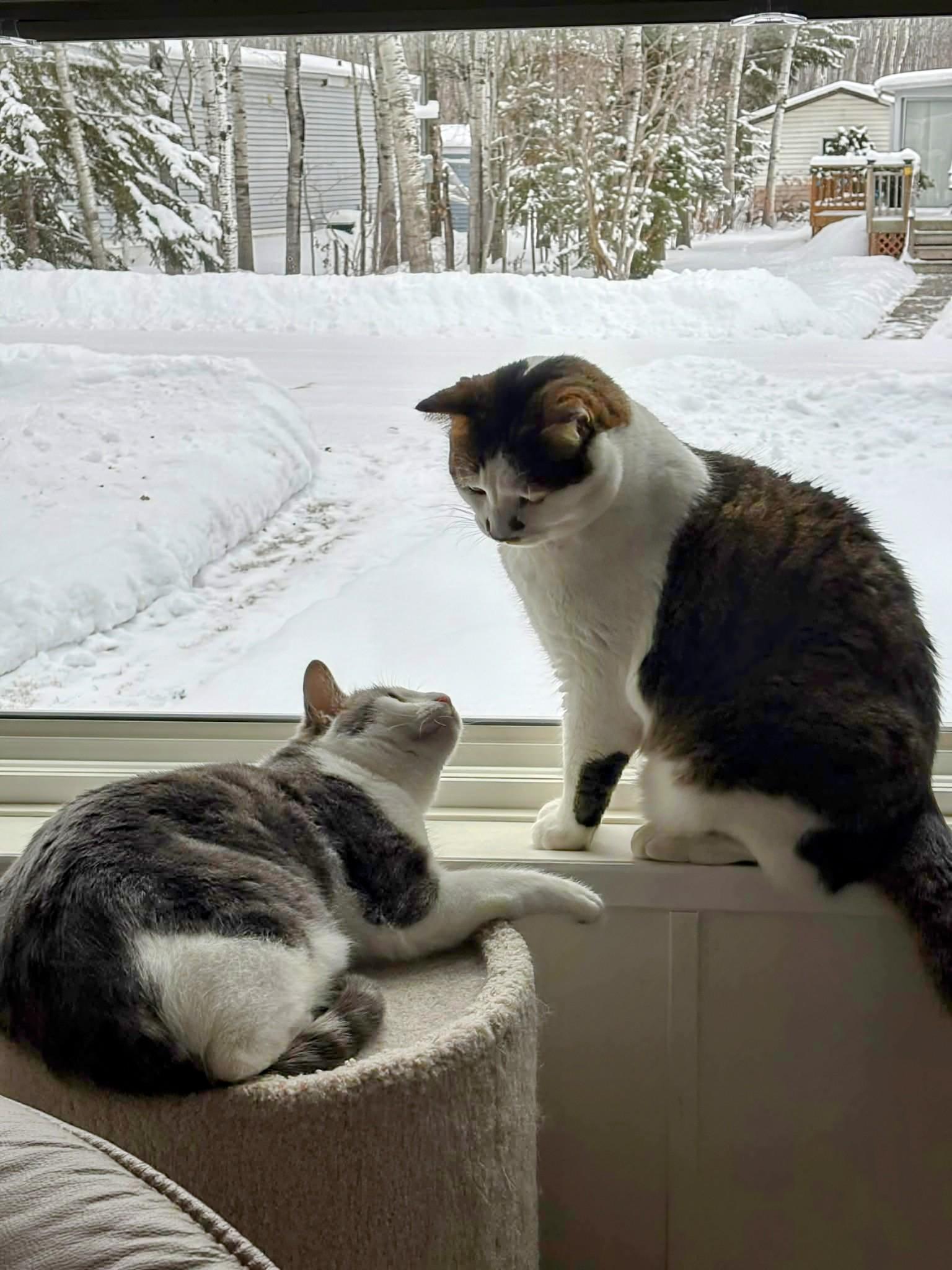 Enlarge Livi, a ADOPTABLE Domestic Short Hair in Winnipeg, MB image 5/6