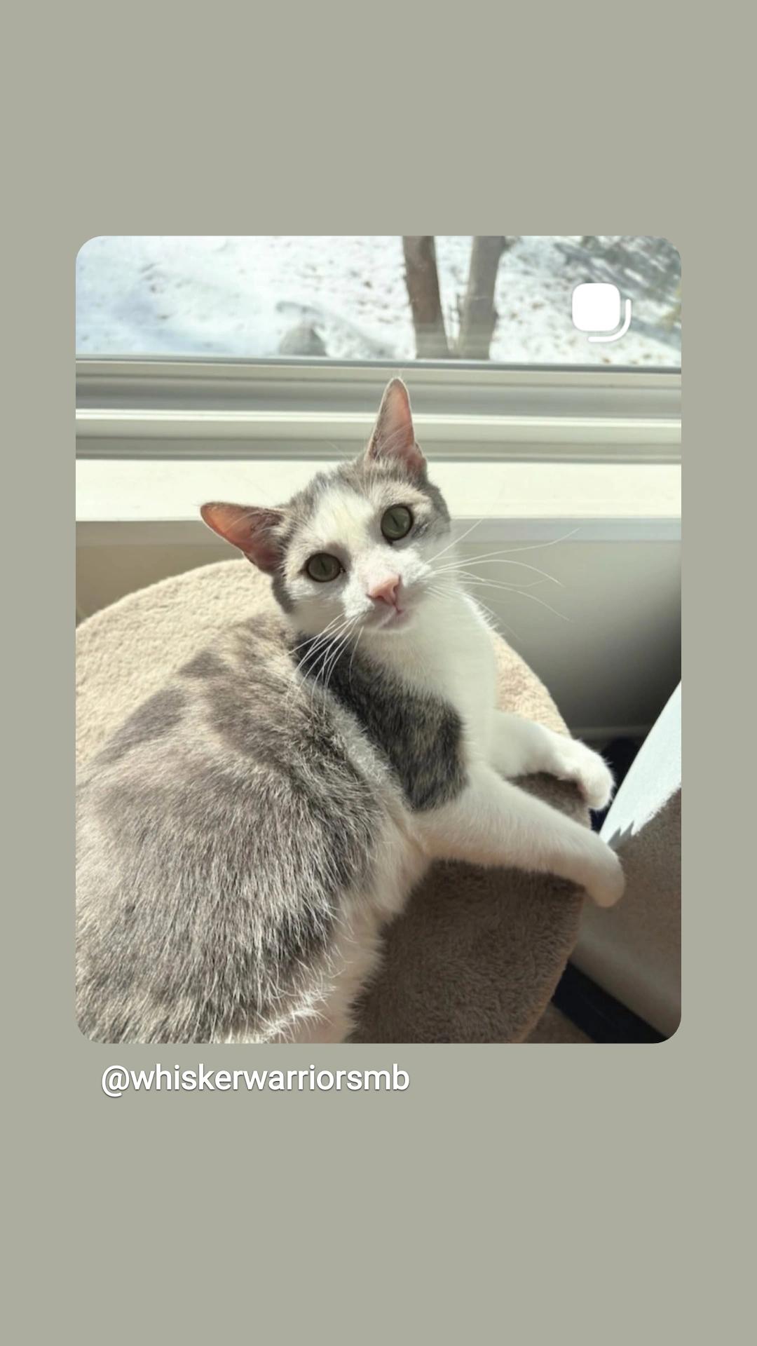 Enlarge Livi, a ADOPTABLE Domestic Short Hair in Winnipeg, MB image 1/6