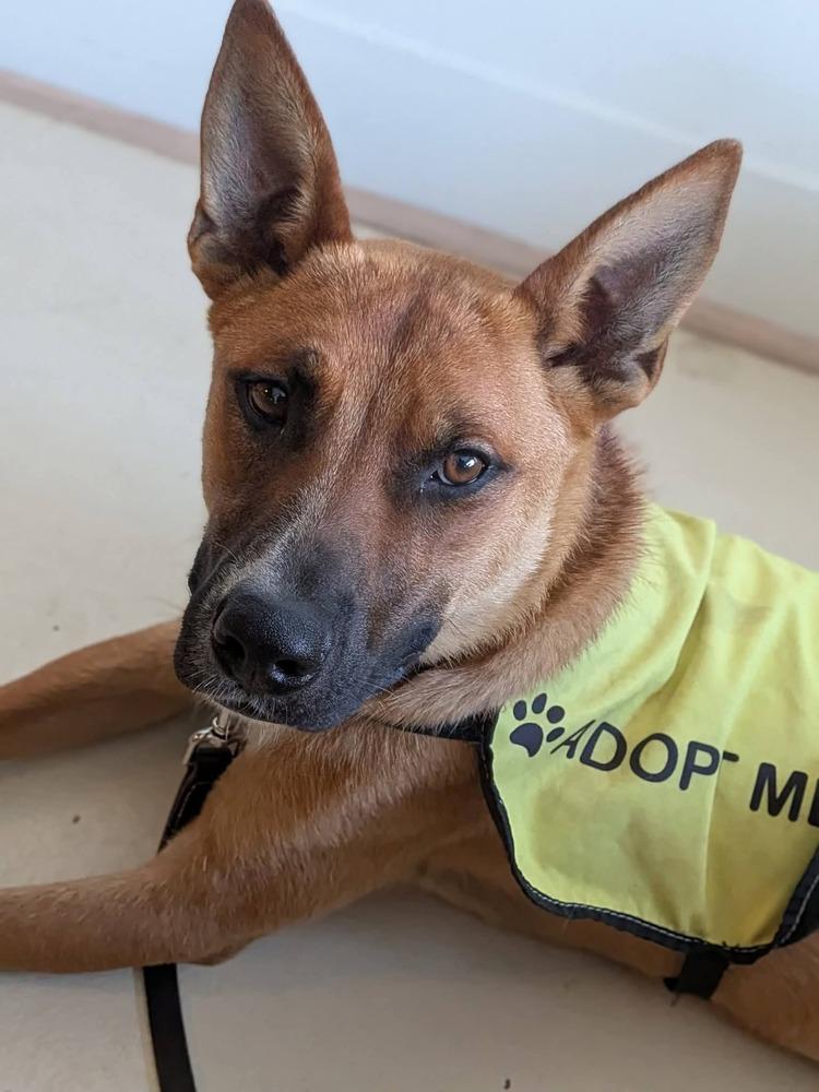 Gecko, a Adoptable mixed breed in Statesville, NC image 3/6