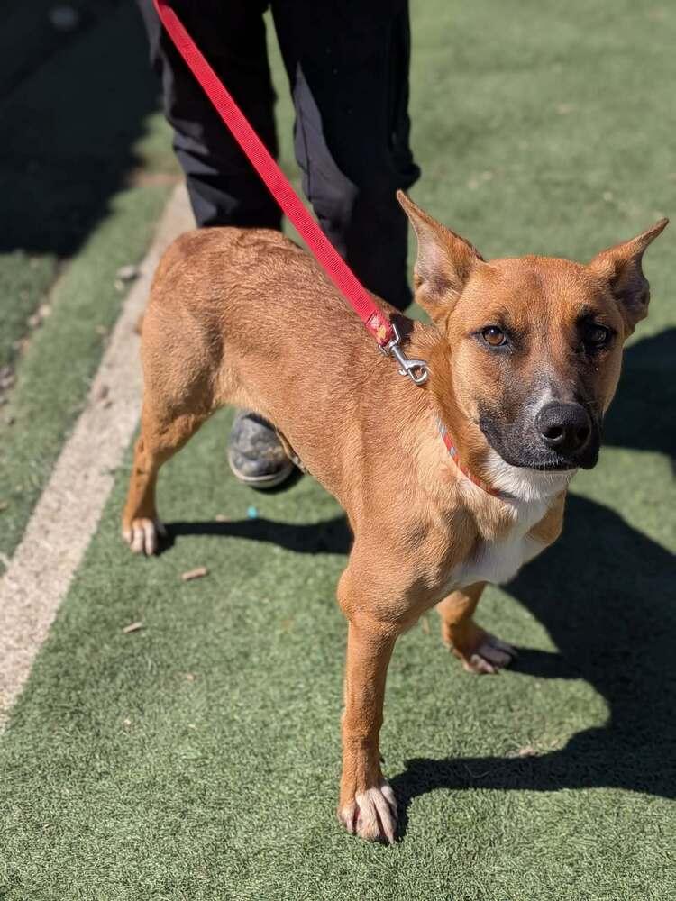 Gecko, a Adoptable mixed breed in Statesville, NC image 6/6