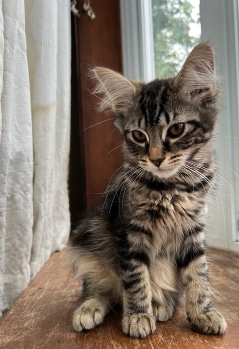 Enlarge Suzy, a Adopted Domestic Medium Hair in Philadelphia, PA image 1/1