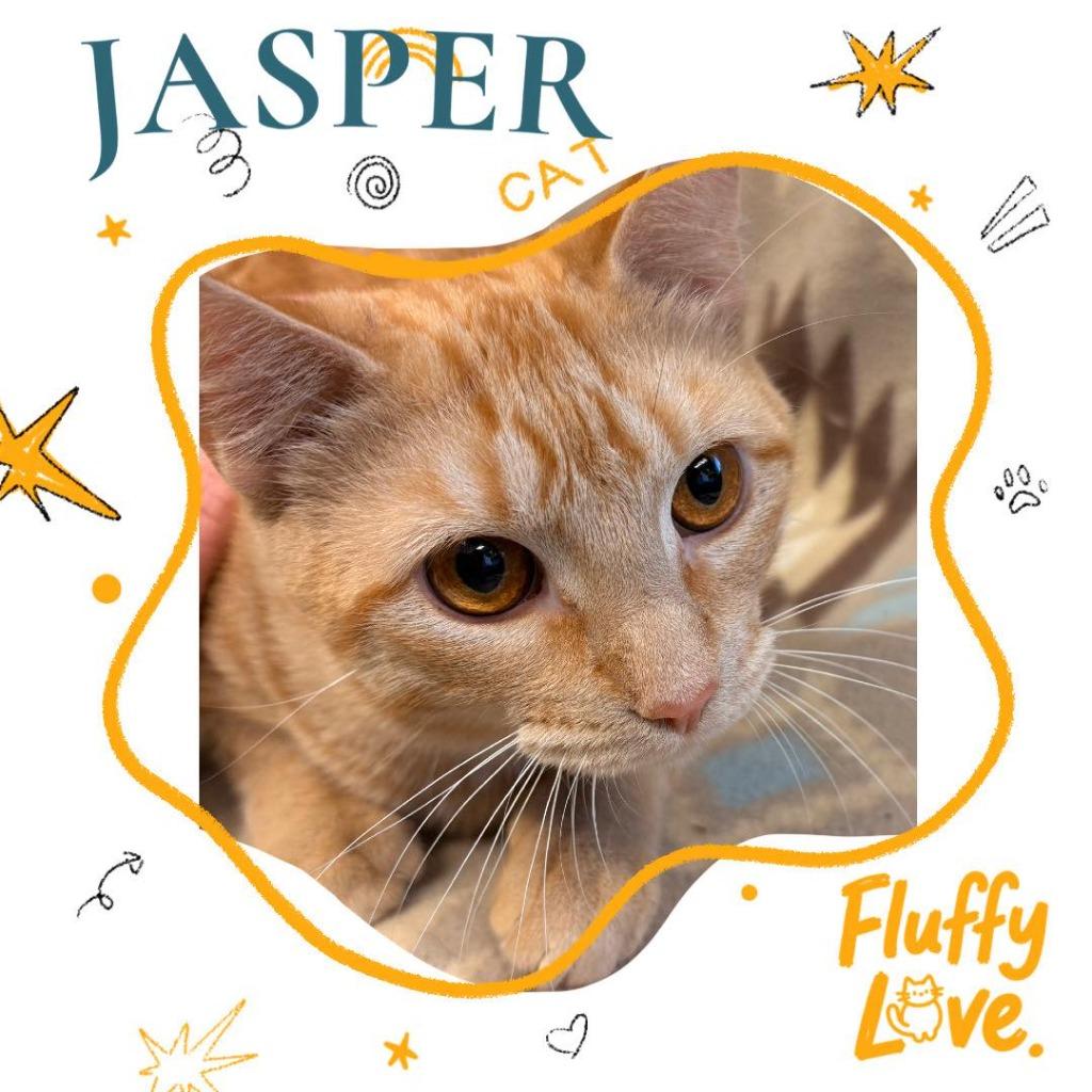 Jasper, Adoptable, Adult Male Domestic Short Hair.